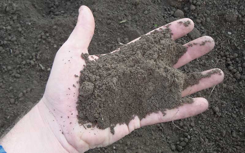 sandy-loam-soil-characteristics-every-gardening-lover-must-know-loam