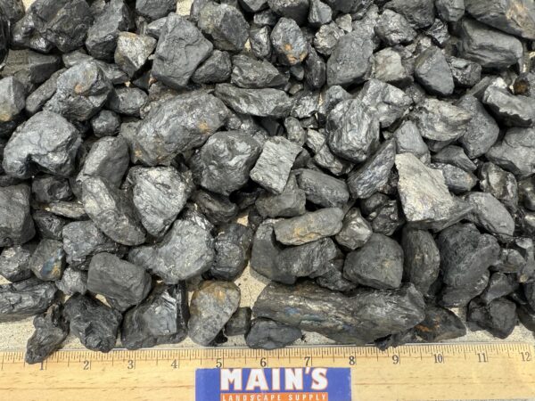 Black Chestnut