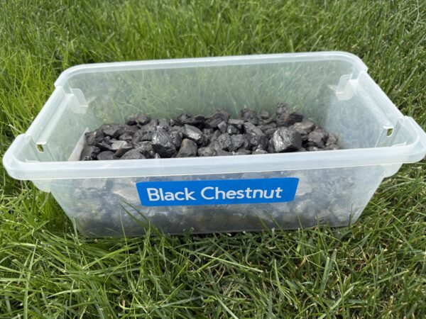 Black Chestnut - Image 4
